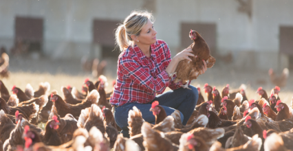 Comment favoriser la ponte chez les volailles ?